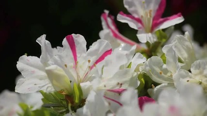 Azalea festival