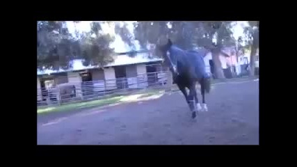 Най - доброто дете момиче ездач на коне в света