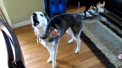 Mishka казва hello...welcome Home! - Говорещото хъски