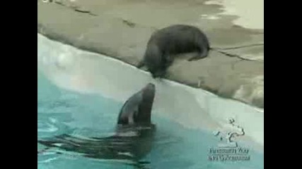 Тюлен с малкото си бебе