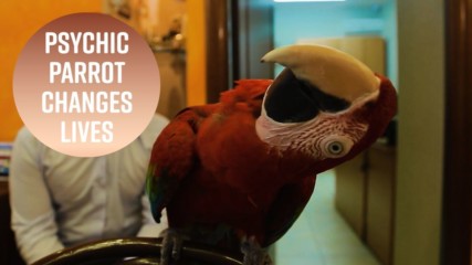 How a psychic parrot became a travel guru