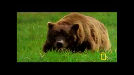 Man Fights Bear
