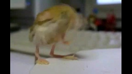 Какво По Дяволите Може Да Е Това ?