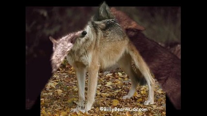 wolves (hug)