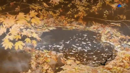 Autumn Dreams
