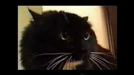 Котка казва на друга котка!смях10000000000000000%
