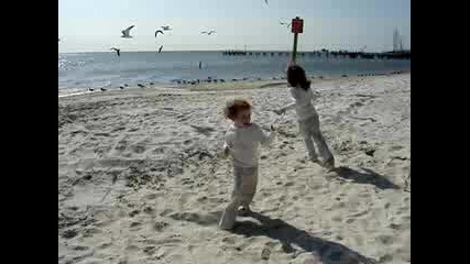The Beach And The Birds.
