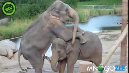 Слон прави сви*ки на друг слон