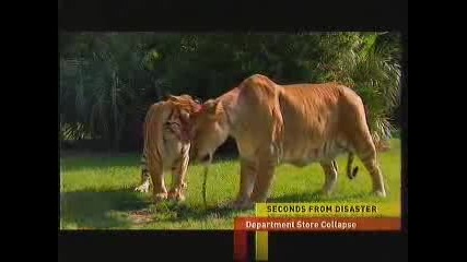 Liger On National Geographic Ultimate Cat