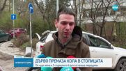 Две дървета паднаха върху кола в София