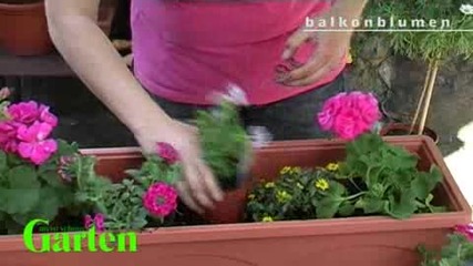 Compo. Tipps und Tricks zur Pflanzenpflege - 4