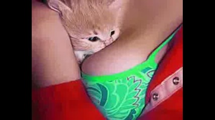 Very Funny Cats 5