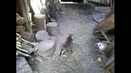 Котенце си играе с мишка