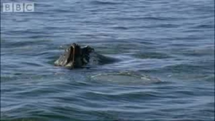 Спиращо дъха видео - Китове ловуват крил във водите на Антарктика (bbc worldwide)