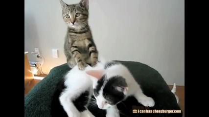 Коте прави масаж на приятелчето си 