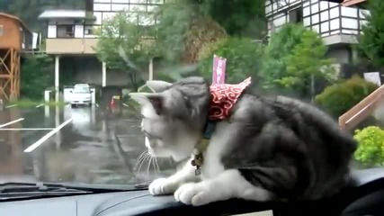 Това коте дали ще хване чистачките?