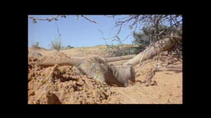 Meerkat
