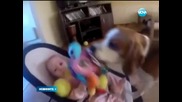 Куче се реваншира за отмъкната играчка - Новините на Нова 21.07.2014