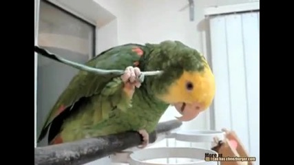 parrot