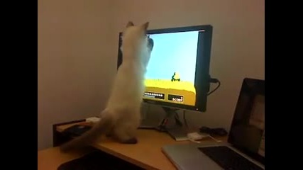 Котка vs. duck hunt!!! 