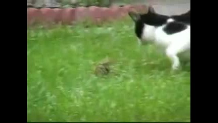 Катеричка Нинджа срещу котка ! Смях !