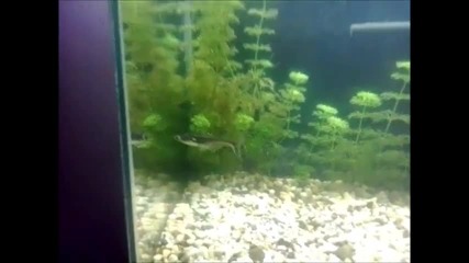 My fish tank