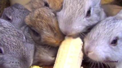 Куп малки зайчета гризат бананче.