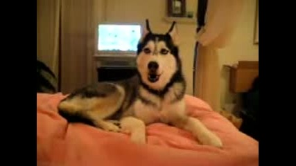Talking Dog