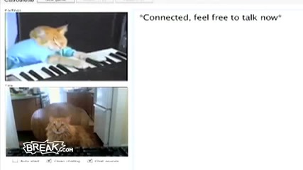 Котка види видео разговори 