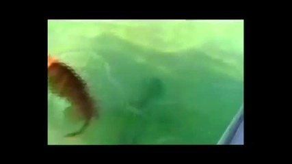 Дог атакува акула 