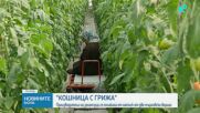 Зеленчукопроизводители отиват на среща в Министерството на земеделието