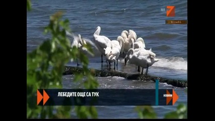 На плаж с лебеди във Варна
