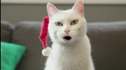 Коте пее за Коледа