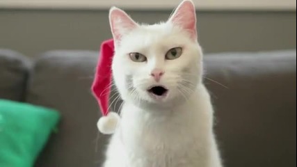 Коте пее за Коледа