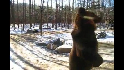 Забавна мечка ходи като човек