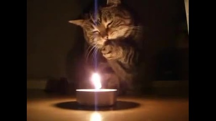 Коте и пламък от свещ
