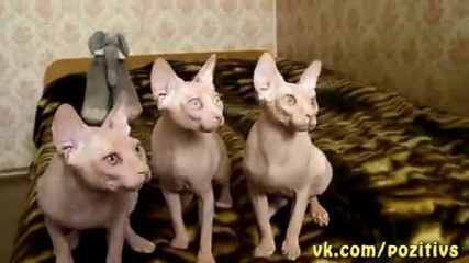 голи котета се движат в синхрон