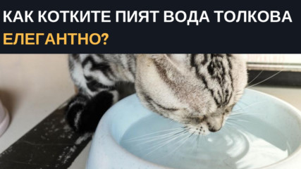 Как котките пият вода толкова елегантно?
