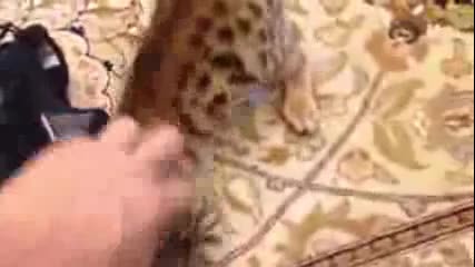 Кучекот