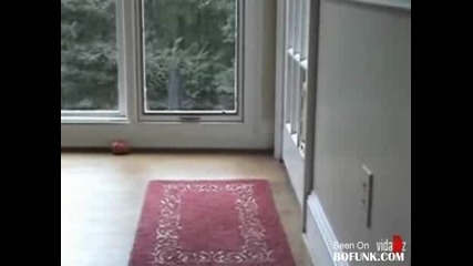 дебело куче 