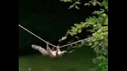 Squirrel - Mission Impossible