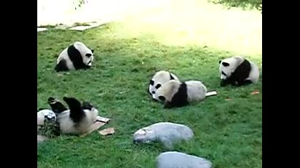 Pandas awrr! 