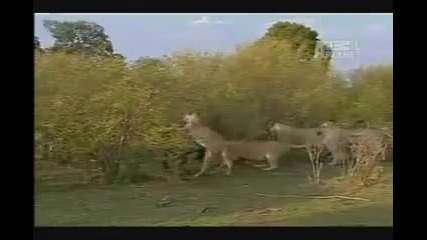 Женски хипопотам показава издържливост срещу прайд лъвове!