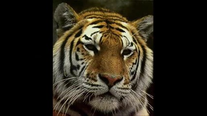 The Eye Of The Tiger.wmv