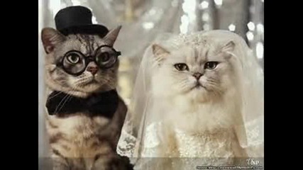 Funny Bride By Tiffanybridals.org