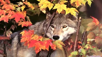 Joerg Strawe - Legend Of The Wolves