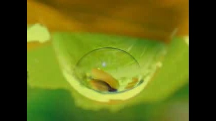 Dewdrops - Oliver Shanti