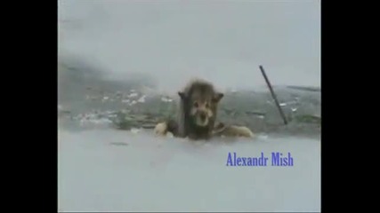 Много силно видео - Компилация спасявания на кучета