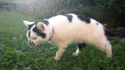 Красива Котка- 1080p Hd Test Video
