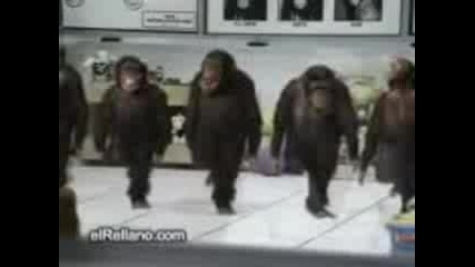 maimuni tancuvat